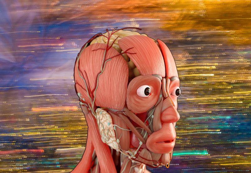 Lire la suite à propos de l’article 5- Les anomalies de la musculature