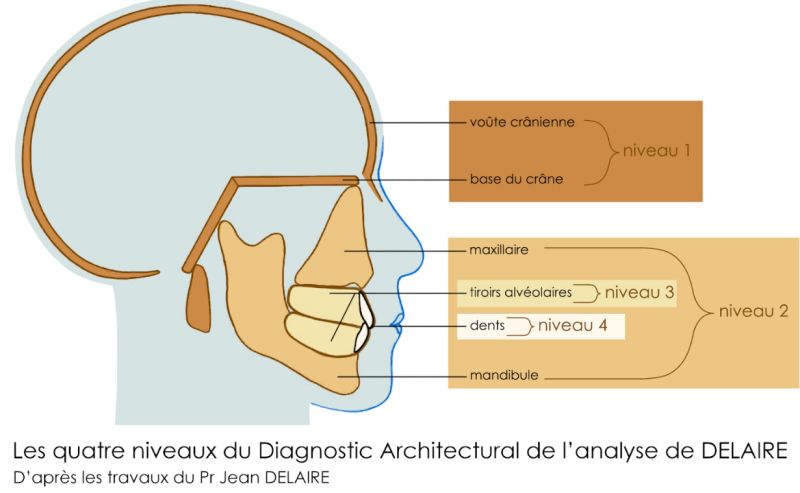 Lire la suite à propos de l’article 36-Céphalometrie 2: les 4 étages du diagnostic